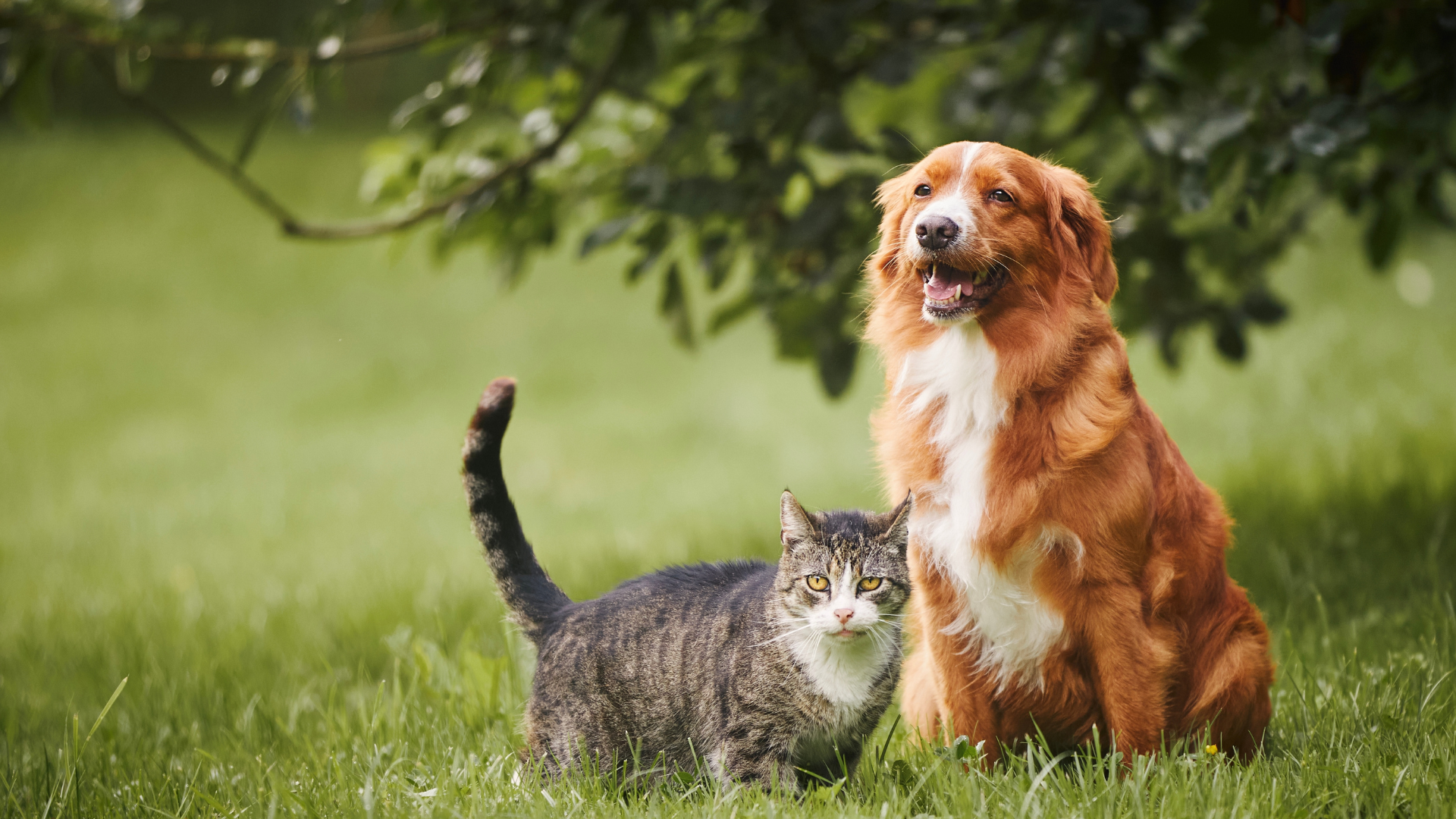 spayandneuter