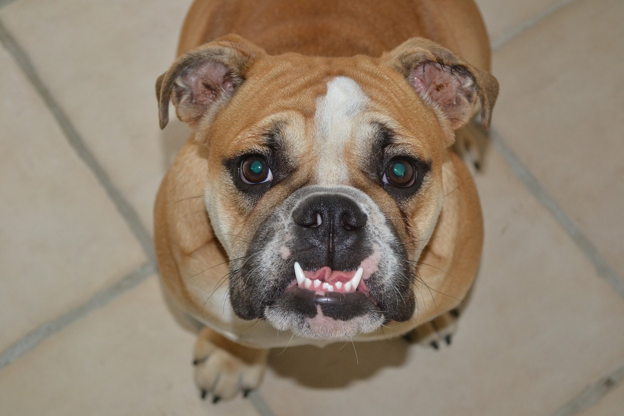 Top 5 Reasons to Consider a Professional Pet Dental Cleaning