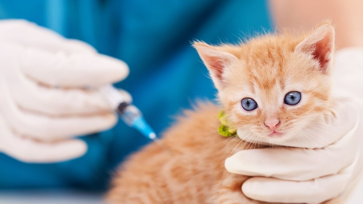 Gardena Veterinary hospital