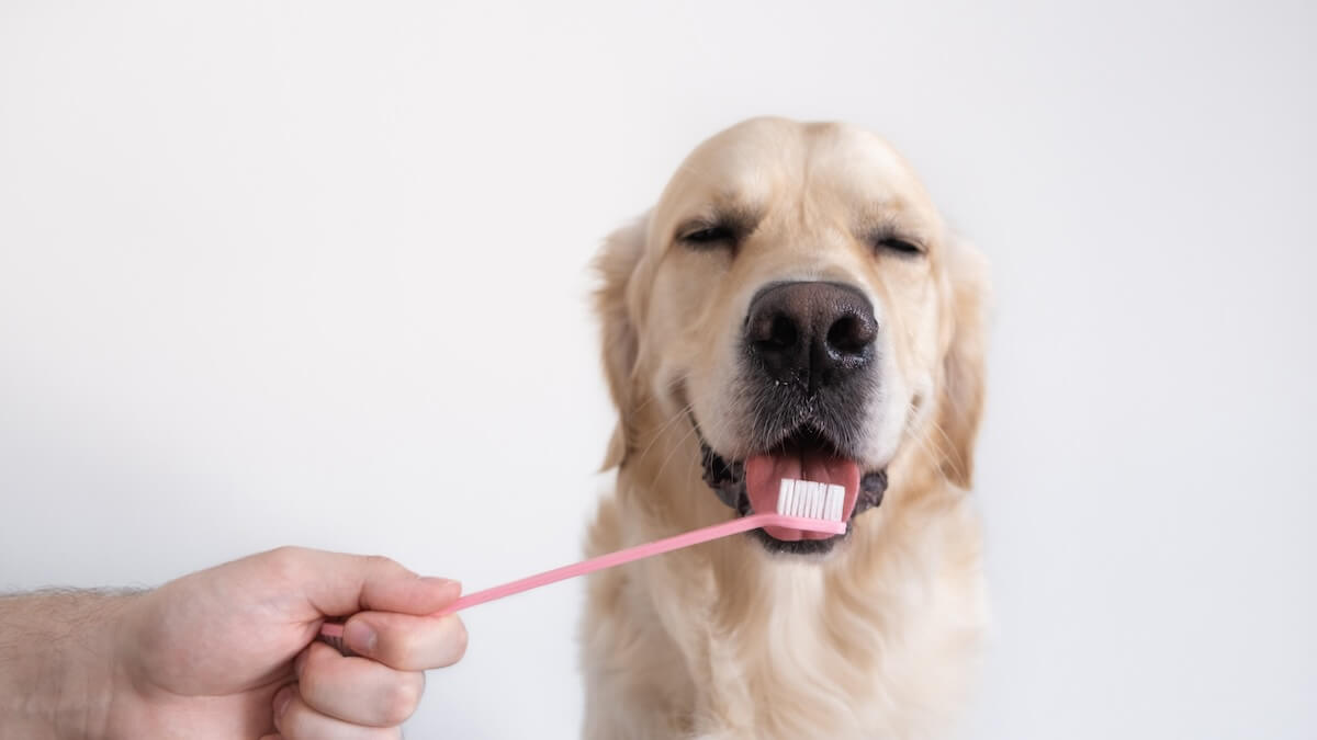 Veterinary hospital in  Gardena
