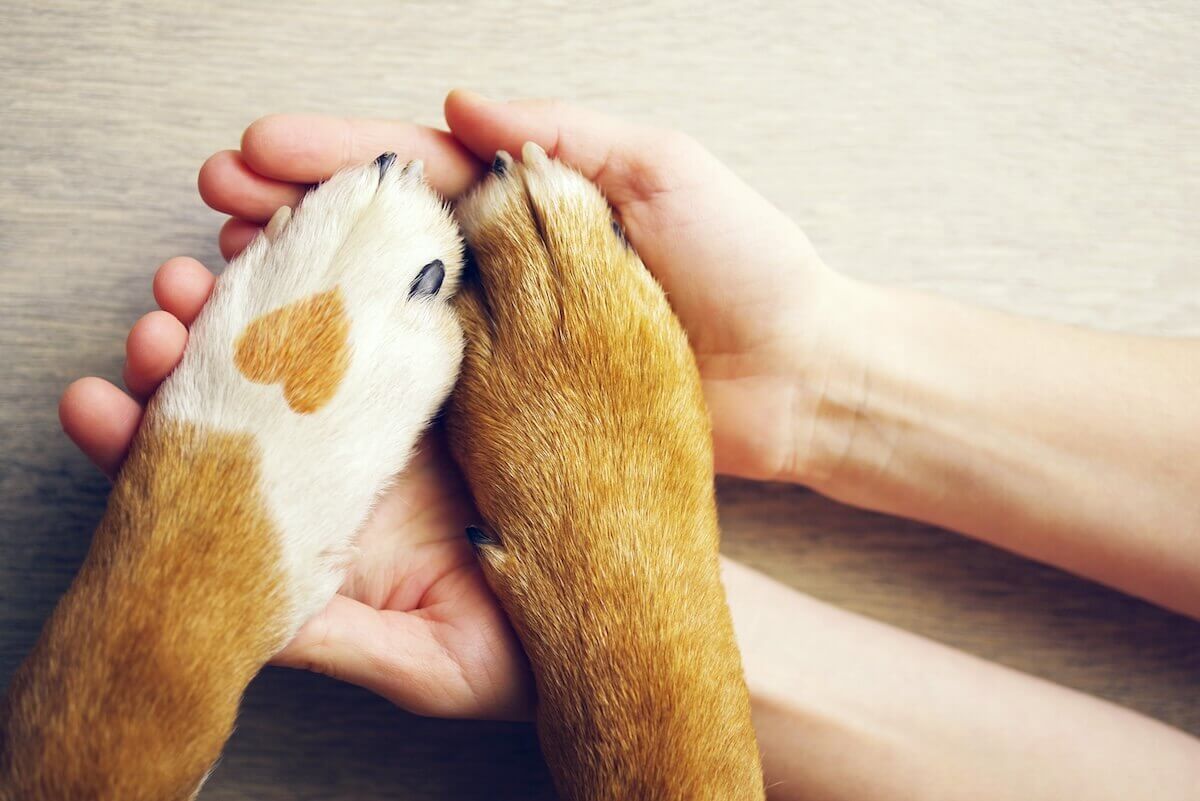 Gardena Veterinarian