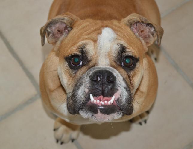 Top 5 Reasons to Consider a Professional Pet Dental Cleaning