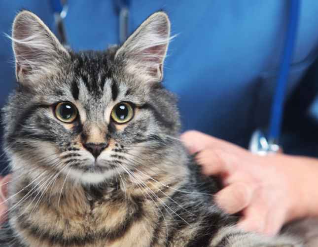 National Pet Wellness Month: 5 Ways to Ensure Your Cat's Longevity