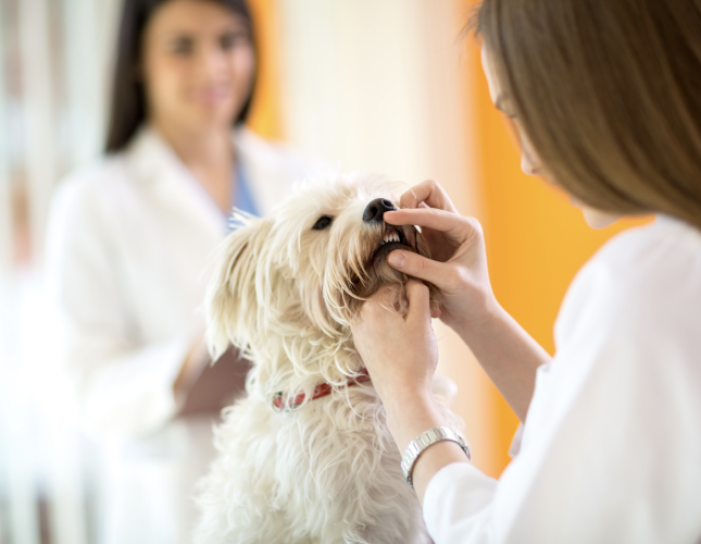 The Truth About Why Veterinary Dental Care For Your Dog is So Critical