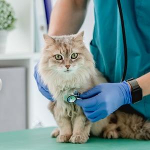 Spay Neuter